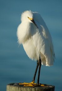 Snowy Egret